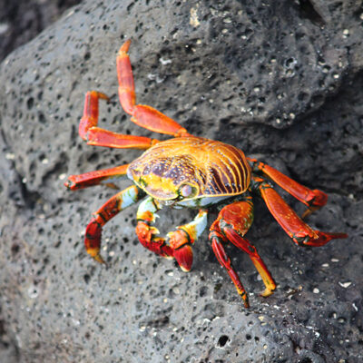 Sally Lightfoot crab - Galapagos Islands
